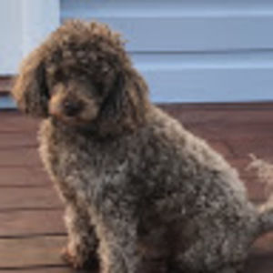 Meet your Posher, Lucy